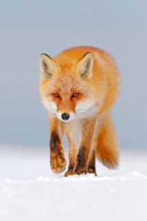 Red fox in white snow. Cold winter with orange fur fox. Hunting animal in the snowy meadow, Japan.