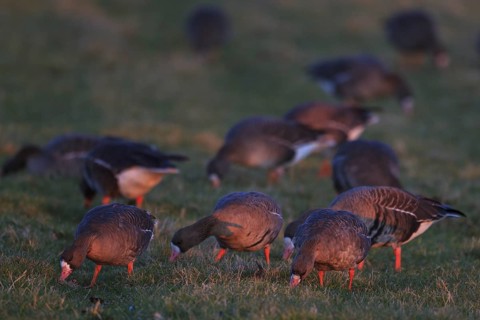Greater White-fronted Goose (Anser albifrons) foraging, North Rhine-Westphalia, Germany
