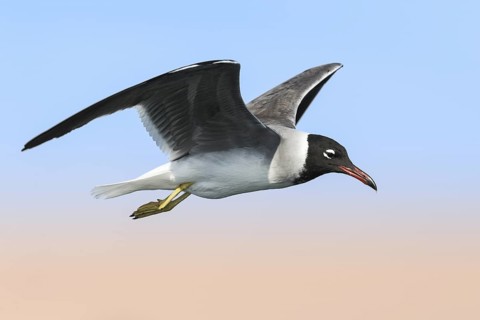 White-eyed Gull (Ichthyaetus leucophthalmus) flying, Eilat, Israel