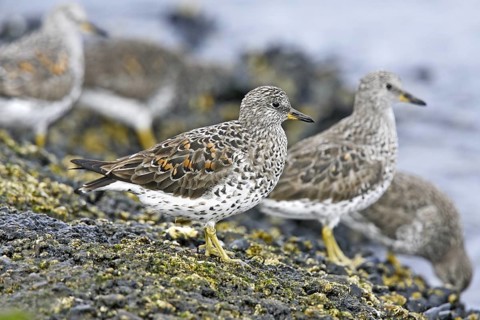 Surfbird Aphriza virgata Marina del Rey, CALIFORNIA, United States 3 April Adult in breeding