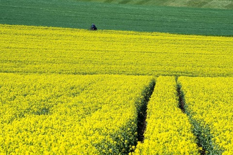 Landscape with rapeseed fields near Gewissenruh, Wesertal, Weserbergland, Hesse, Germany