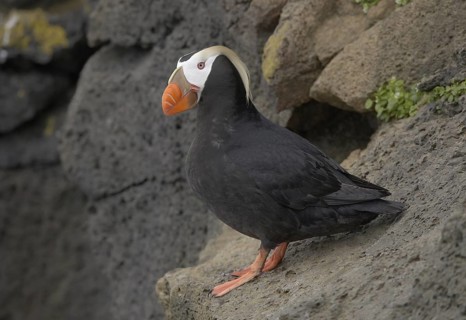 Tufted Puffin (Fratercula cirrhata), Alaska, USA