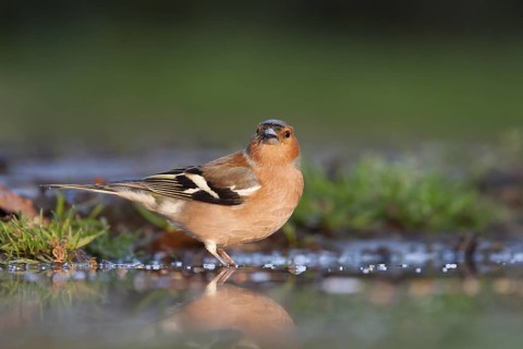 Chaffinch - Buchfink - Fringilla coelebs ssp. coelebs, Germany, adult male