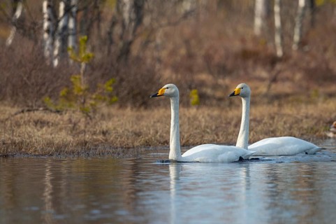 Whooper swan (Cygnus cygnus) at a lake in Sweden, Fågelsjö, Gävleborgs län, Sweden