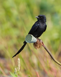 Black Drongo (Dicrurus macrocercus), Bueng Boraphet, Thailand