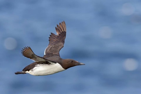 Trottellumme, Common Guillemot, Guillemot, Common Murre, Uria aalge, Guillemot de Troïl, Arao Común