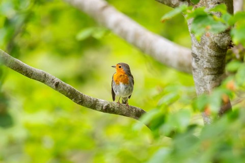 European robin (Erithacus rubecula) sitting on a branch, Bavaria, Germany