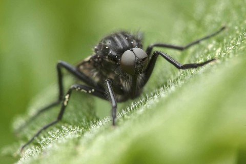 Gewürfelte Tanzfliege, Empis tesselata Dagger Fly, Empis tesselata