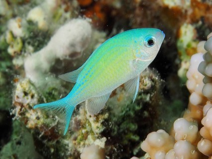 Green Chromis (Chromis viridis)