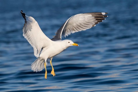 Baraba Gull (Larus fuscus barabensis) flying, Eilat, Israel