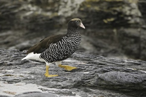 Kelp Goose (Chloephaga hybrida) female, Falkland Islands