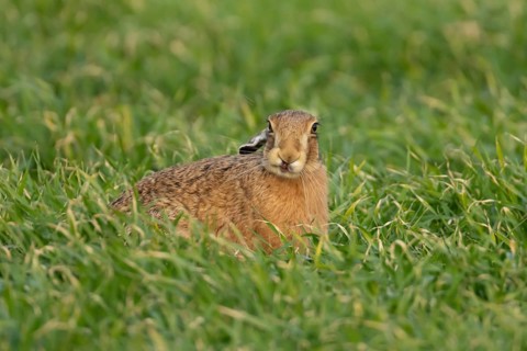 European brown hare (Lepus europaeus) adult animal in a farmland field in spring, Suffolk, England,