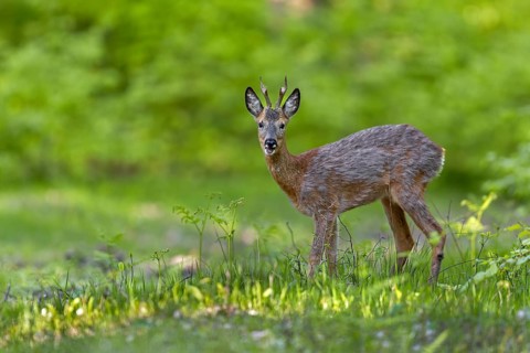 Visibly relaxed, the roebuck (Capreolus capreolus) looks in our direction, change of coat, May,