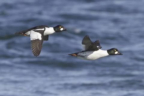 Common Goldeneye (Bucephala clangula) male flying, Manitoba, Canada
