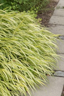 Japanese forest grass (Hakonechloa macra 'Aureola'), Weihenstephan Gardens, Federal Republic of