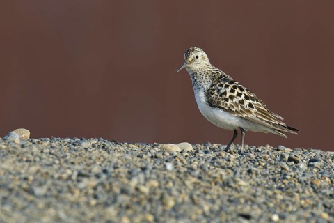 Baird's Sandpiper (Calidris bairdii), Alaska, USA