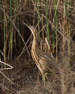 American Bittern in freshwater marsh, Yolo County California