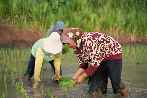 Women farmers meticulously planting rice seedlings in a lush Indonesian paddy field, showcasing