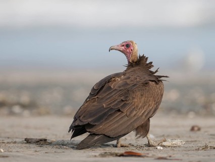 Hooded Vulture (Necrosyrtes monachus), Gambia