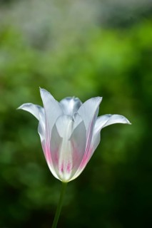 Blossom of a tulip (Tulipa), Bavaria, Germany