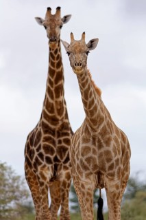 South African giraffes (Giraffa camelopardalis giraffa), two adult animals, walking under a cloudy