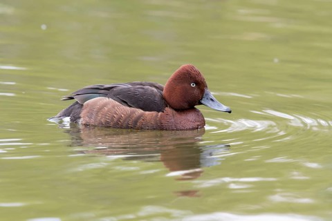 Ferruginous Duck (Aythya nyroca) male, Bavaria, Germany