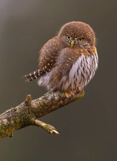 Northern Pygmy Owl (Glaucidium californicum) perched on a branch, British Columbia, Canada