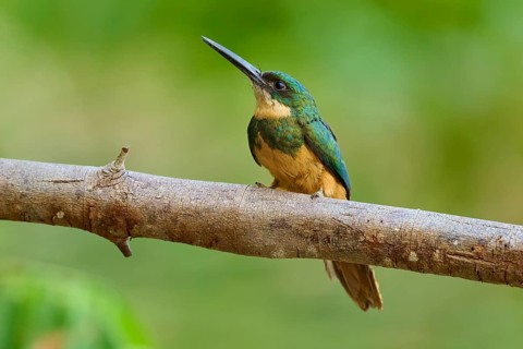 A colourful bird sitting on a branch in green surroundings, Rufous-tailed jacamar (Galbula