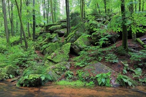 Stream, beech, beech forest, beech family (Fagaceae), gorge, stones, Karlstal gorge, Trippstadt,