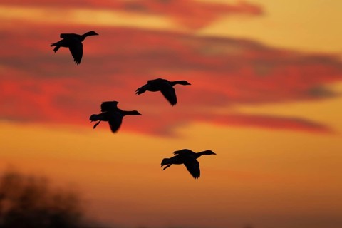 Greylag goose (Anser anser) four adult geese birds in flight silhouette at sunset, RSPB Strumpshaw