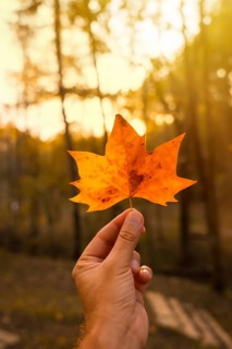 Sunset in an autumn afternoon of a man's hand with a brown leaf, autumn landscapes, vertical photo