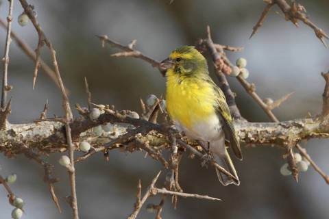 White-bellied Canary (Crithagra dorsostriata), Masai Mara, Kenya