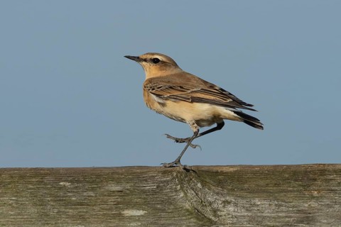 Northern wheatear (Oenanthe oenanthe) adult female bird on a fence, RSPB Frampton marsh nature