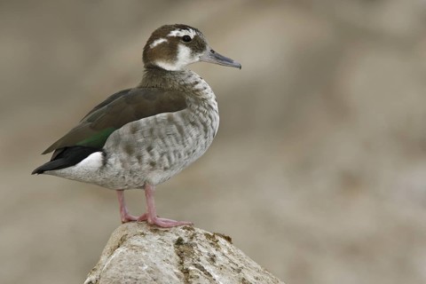 Ringed Teal (Callonetta leucophrys), Arizona, USA