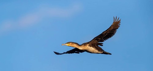 White-breasted Cormorant, (Phalacrocorax lucidus), aerial view, blue sky, side view, Africa, False