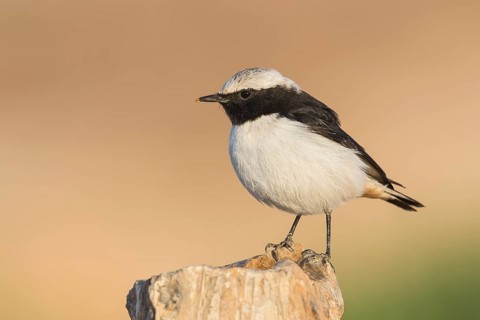 Mourning Wheatear (Oenanthe lugens), Eilat, Israel