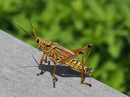 Short-fingered grasshopper (Romalea microptera)