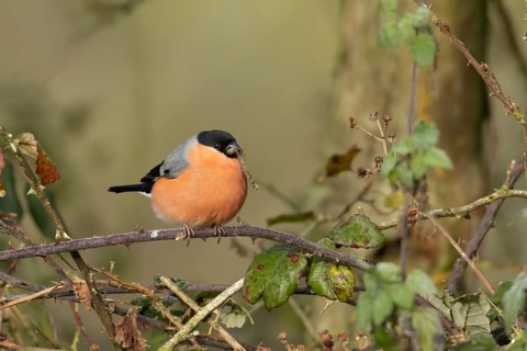 Eurasian bullfinch (Pyrrhula pyrrhula) adult male bird feeding on nettle seeds in a hedgerow in