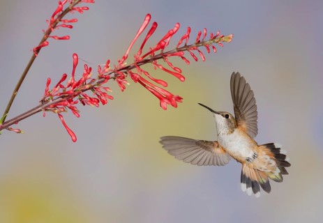 Rufous Hummingbird (Selasphorus rufus) flying while feeding at flower nectar, Texas, USA