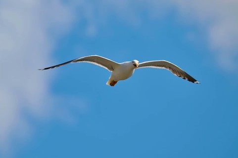 A gull flies majestically high in the sky, Great Black-backed Gull (Larus marinus), Seahouses,
