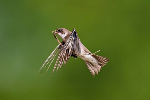 Sand martin (Riparia riparia), in flight with nesting material in its beak, Reussegg nature