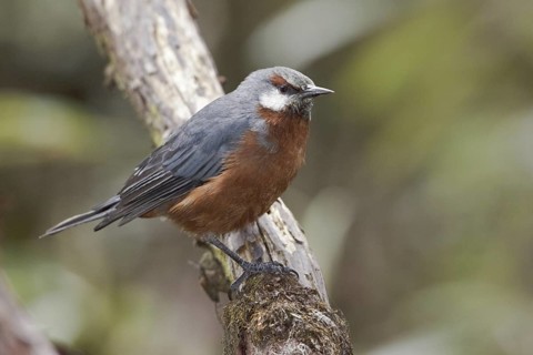 Giant Conebill (Oreomanes fraseri), Ecuador