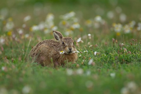 European brown hare (Lepus europaeus) juvenile baby leveret animal feeding amongst wildflowers in