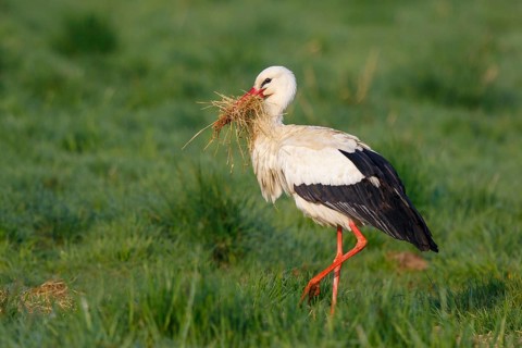 White Stork (Ciconia ciconia) with nesting material, North Rhine-Westphalia, Germany