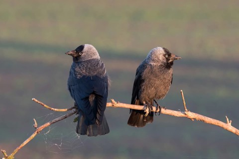 Western Jackdaw (Coloeus monedula) perched on a branch, Puszta, Hungary