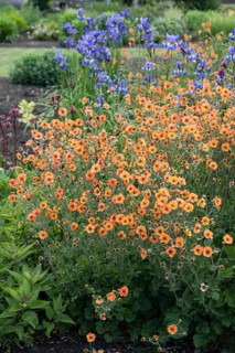 Carnation root (Geum 'Totally Tangerine'), Harry van de La assortment garden, Netherlands