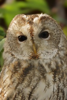 Tawny owl (Strix aluco), portrait, North Rhine-Westphalia, Germany