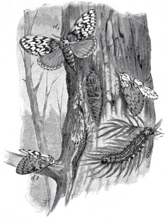 Nun, Lymantria monacha, Liparis monacha, a butterfly, moth, from the subfamily of the carrier moth,