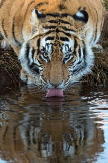Bengal Tiger (Panthera tigris) adult drinking in waterhole, captive, Philippolis, South Africa