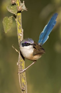 Purple-crowned Fairywren (Malurus coronatus) male, Western Australia, Australia